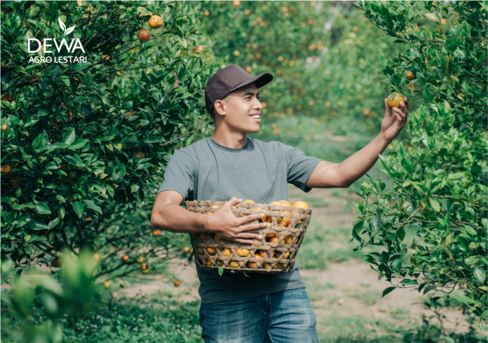 Cara menjadi supplier buah