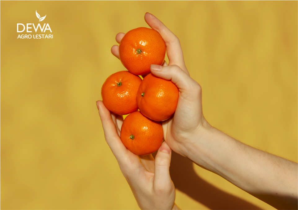 Jenis jeruk di Indonesia